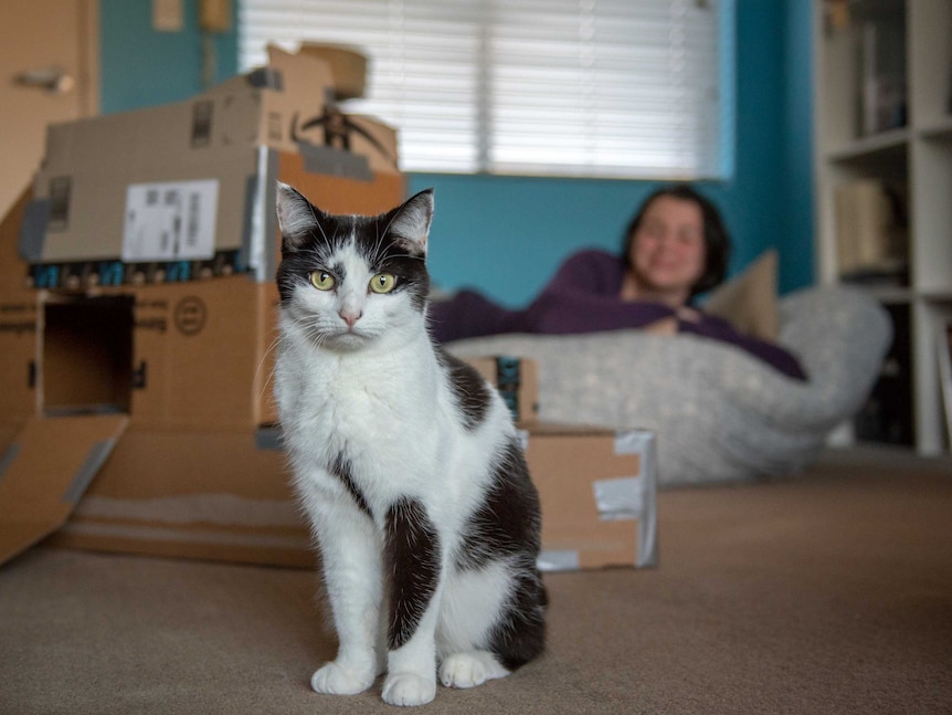 A black-and-white cat sits for a photo, with its owner in the background with cat toys.
