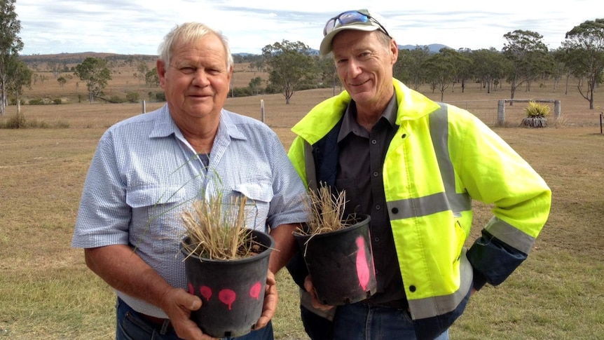 Grazier Jim Elliot and Land Protection Officer Eric Dyke with two trimmed samples of giant rats tail grass in black pots.