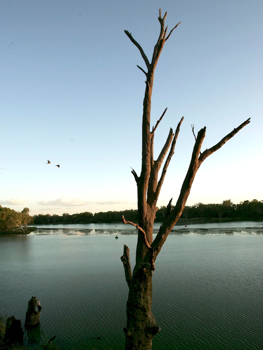 The Murray River (Getty Images: Robert Cianflone, file photo)