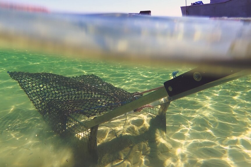 An underwater photo of a rake with a bag attached. 
