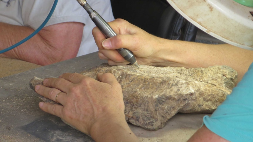 A volunteer preps a dinosaur fossil at the Australian Age of Dinosaurs lab