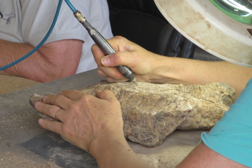 A volunteer preps a dinosaur fossil at the Australian Age of Dinosaurs lab
