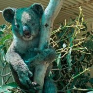 Koala rescued following bushfire.