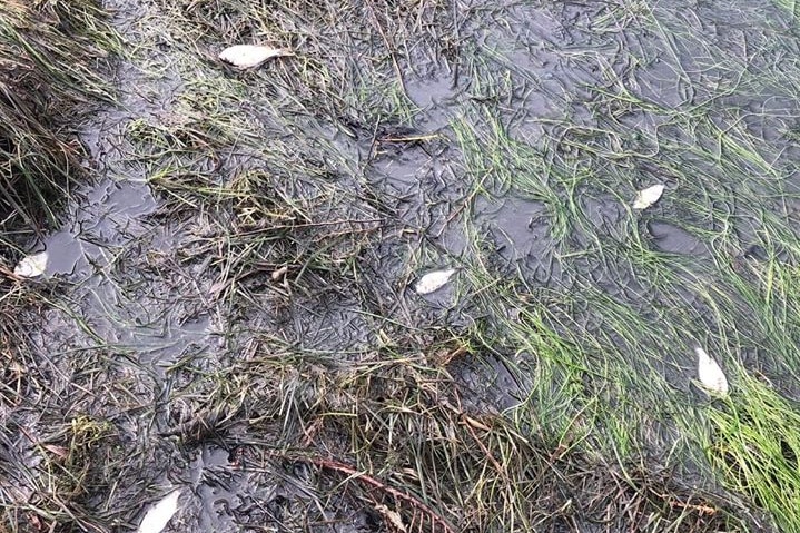 Dead fish lie in the shallows of a river.