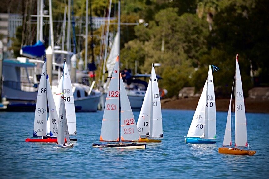 Radio controlled model yachts racing in Manly Harbour