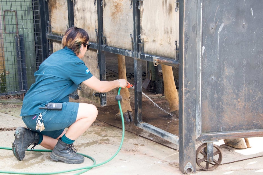 Zookeeper hosing a giraffe's feet