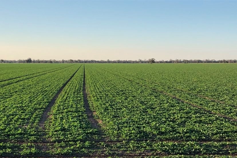 A paddock of canola filled with green growth