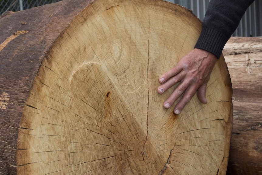 A man's hand on the cross section of a large, golden coloured log of wood from a eucalyptus tree.