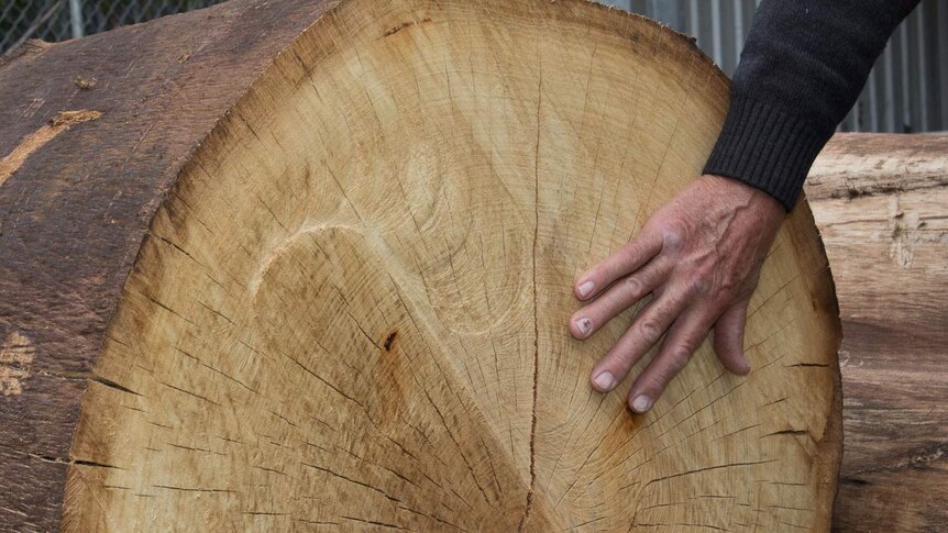 A man's hand on the cross section of a large, golden coloured log of wood from a eucalyptus tree.
