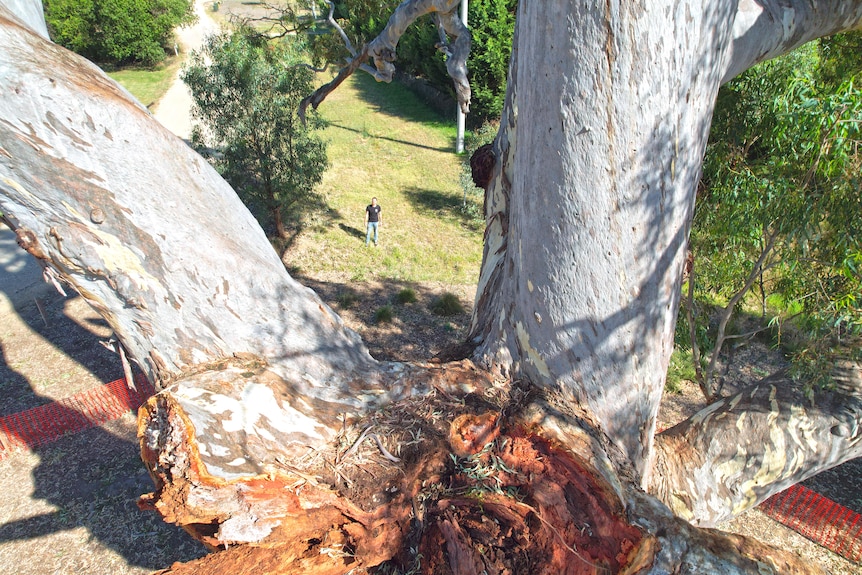 An aerial shot looking down between two limbs of a large tree at a man standing on a grassed area.