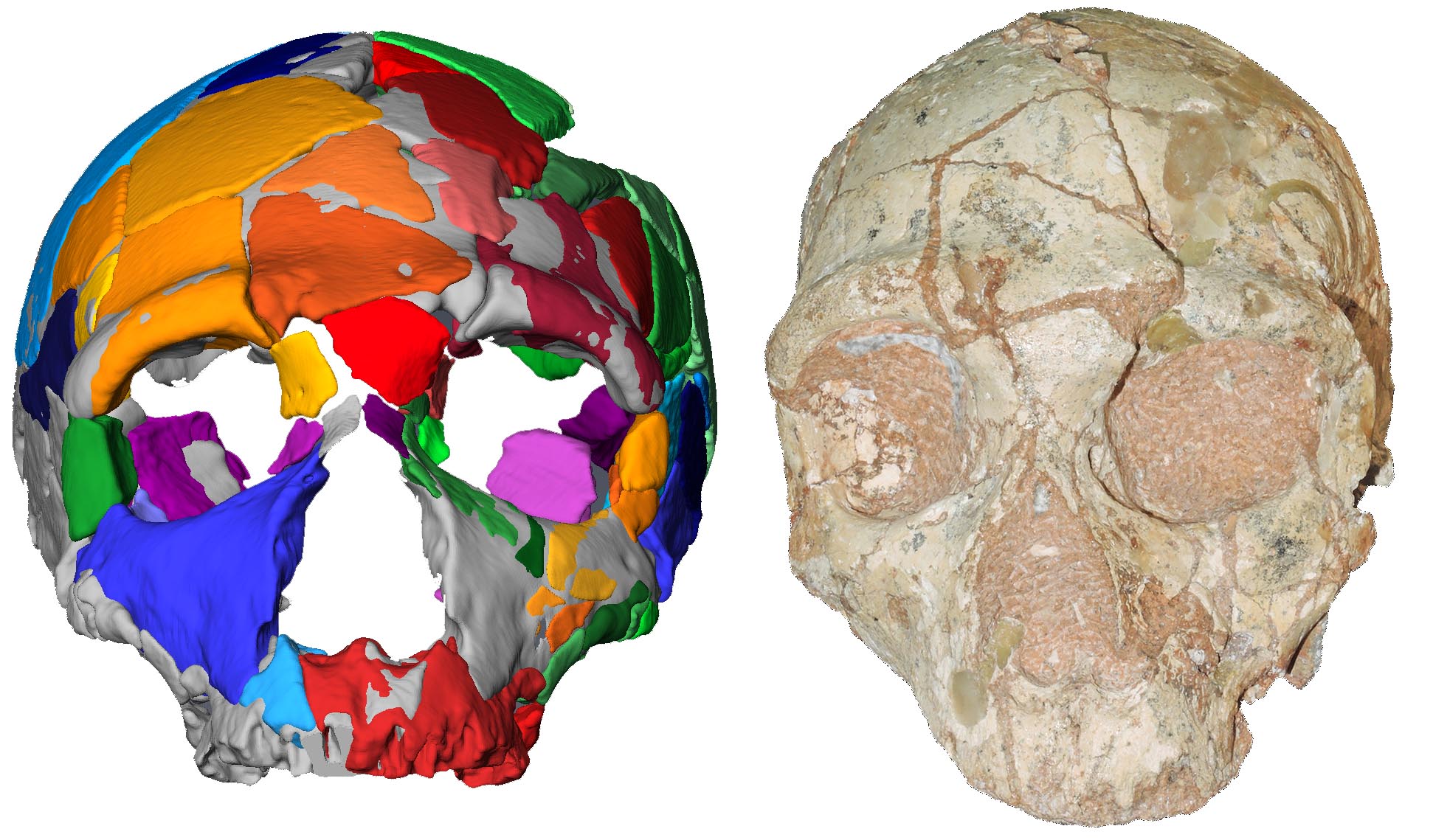 Neanderthal skull and its reconstruction