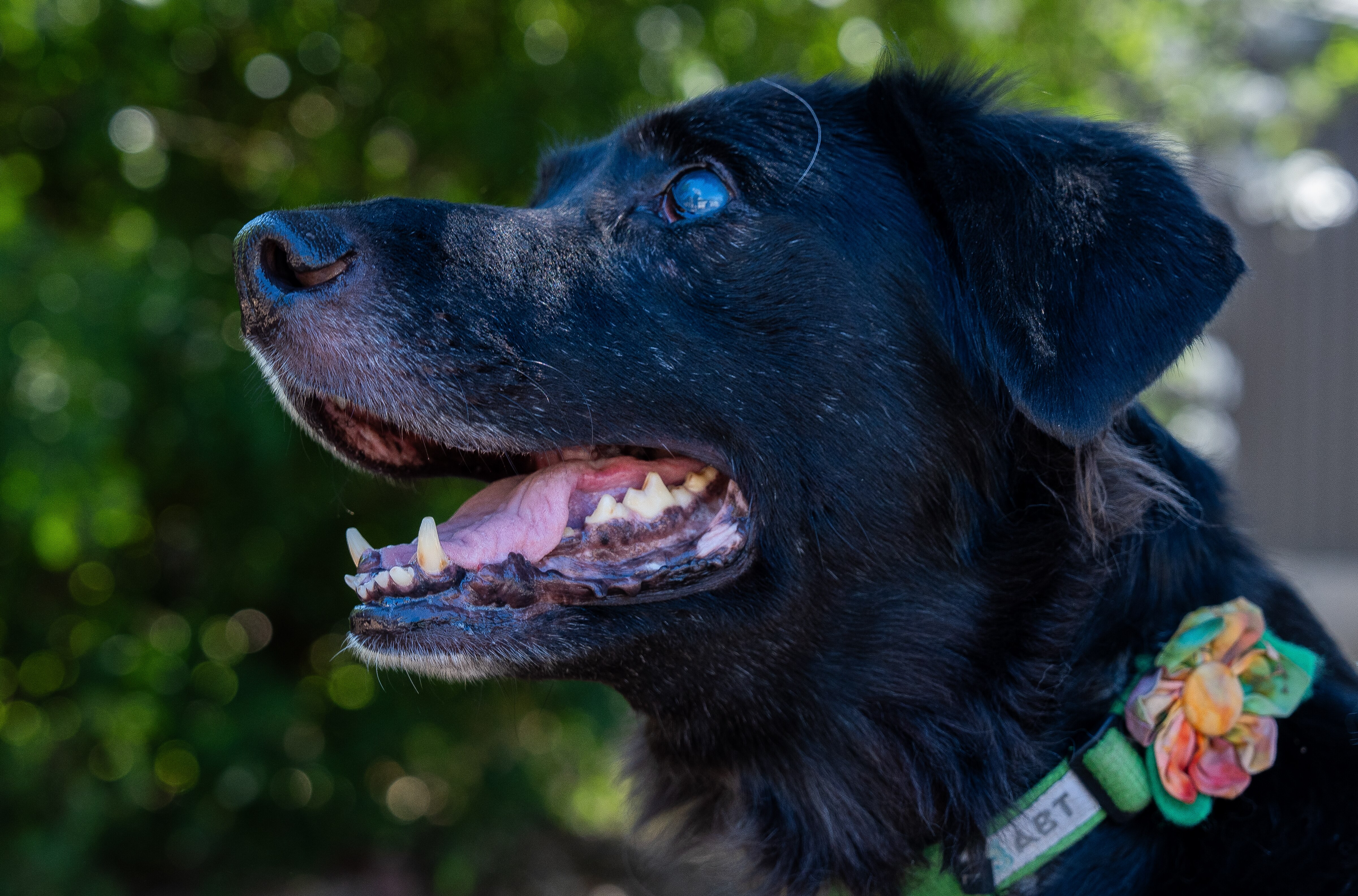 Mavro's vision impairment hasn't hampered his independent spirit