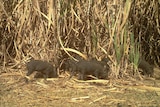 Young feral pigs foraging in a north Queensland cane crop.