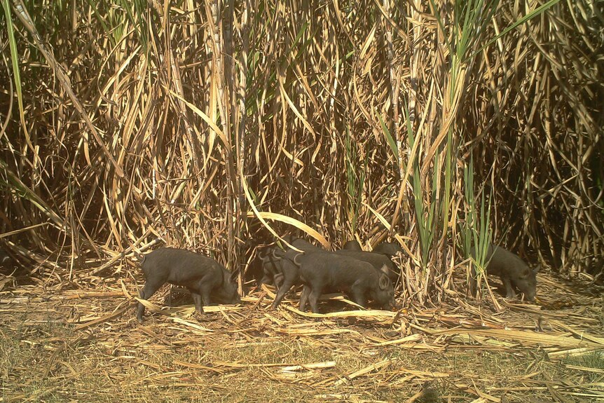 Young feral pigs foraging for food in a cane crop in North Queensland.