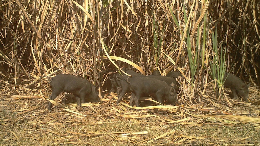 Young feral pigs foraging in a north Queensland cane crop.