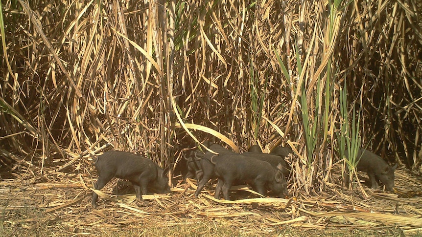 Feral pigs grazing in North Queensland