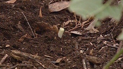 Viewer's Tip: Propagating Spring Onions - Gardening Australia