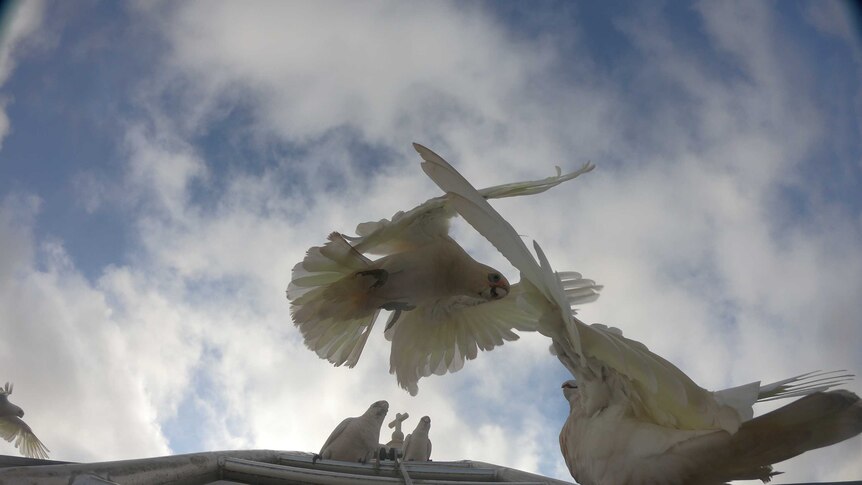 A corella in flight landing on a ladder with three others.