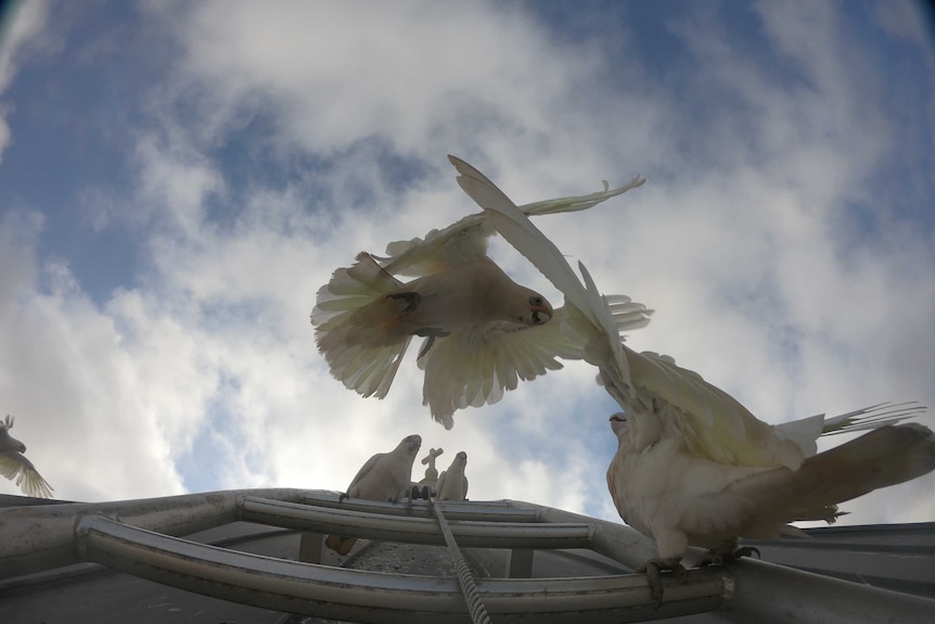 A corella in flight landing on a ladder with three others.