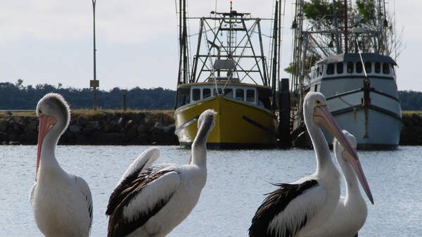 Pelicans and fishing boats at Yamba