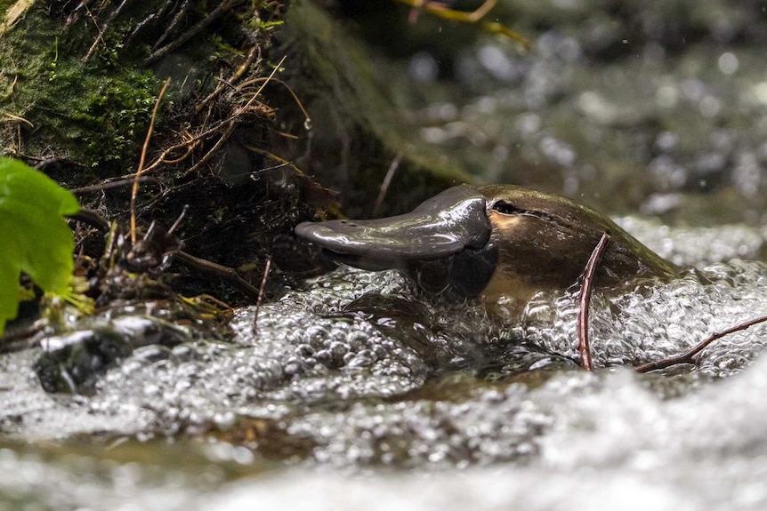 A platypus lifts her head out of the water.