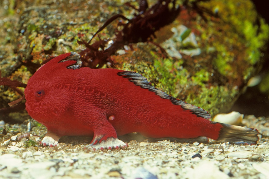 Red handfish