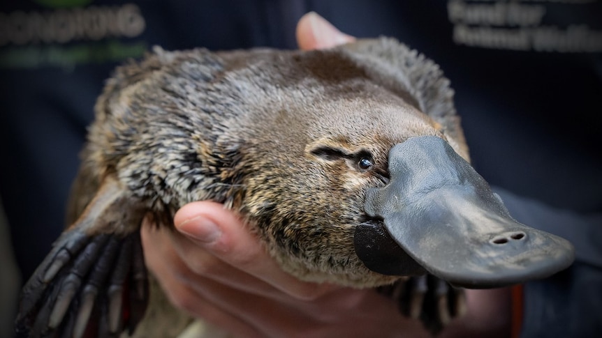 A young female platypus held by human.