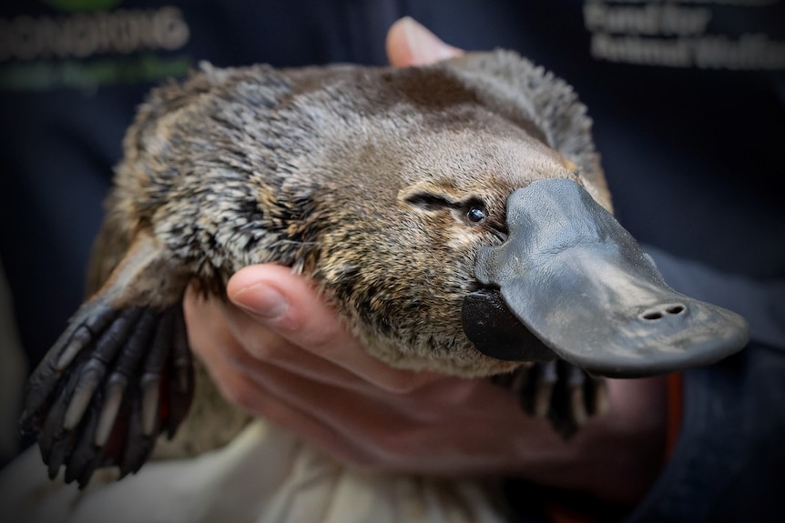 Hobart's rivulet platypus dies days after being found tangled in twine -  ABC News