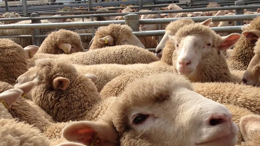 There's a shortage of sheep in Queensland.