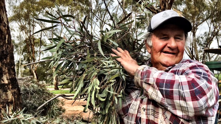 Robbie Collins and holding a bunch of eucalyptus leaves over his shoulder.