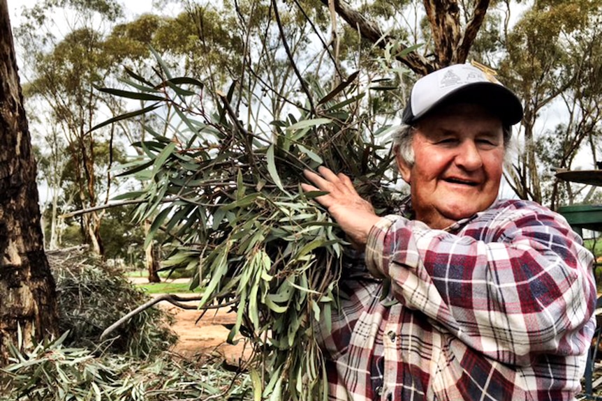Robbie Collins and holding a bunch of eucalyptus leaves over his shoulder.