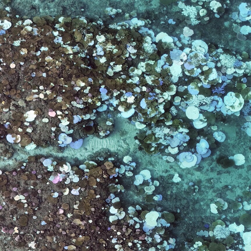 A drone image of bleached out coral formations of the Great Barrier Reef