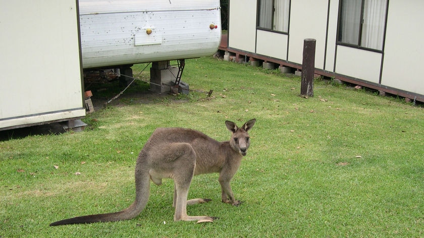Up to 20 kangaroos were killed at the Fraser Coast property last weekend.