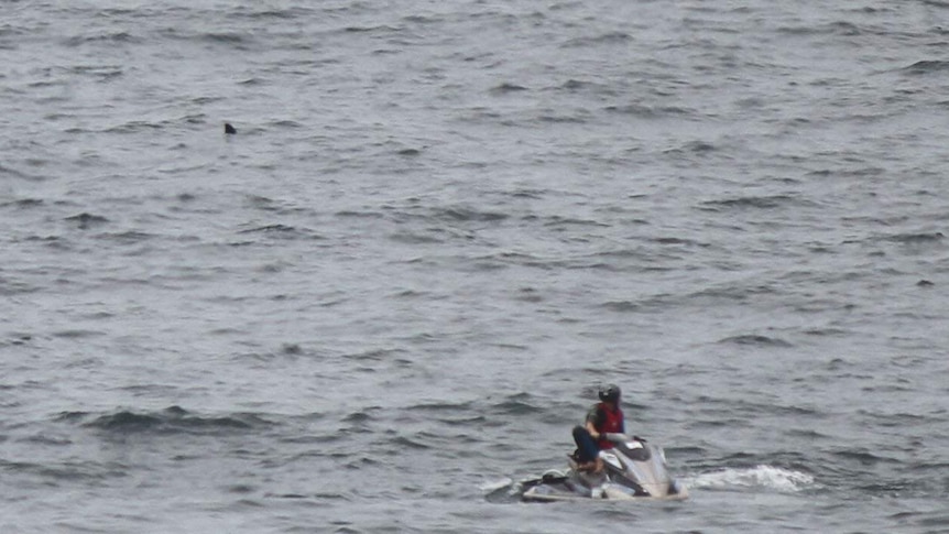 A shark fin behind a person riding on a Jet ski