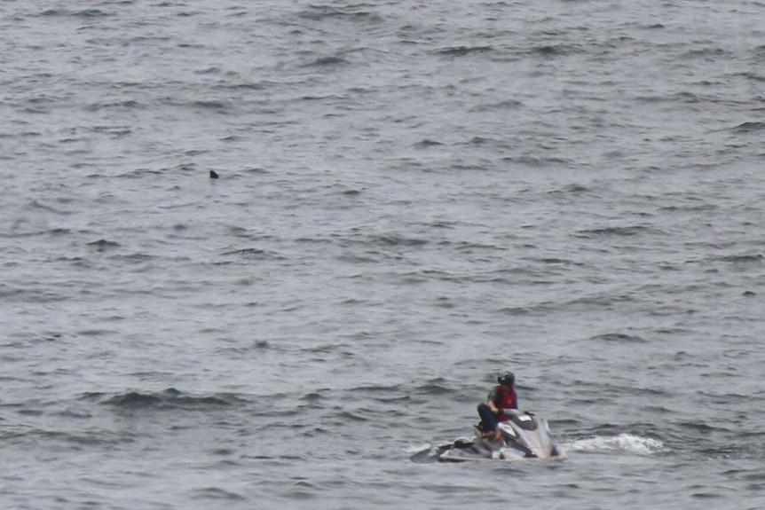 A shark's fin, visible in the top left of the picture, was photographed by Nicholas Tonks from Merewether at the weekend.