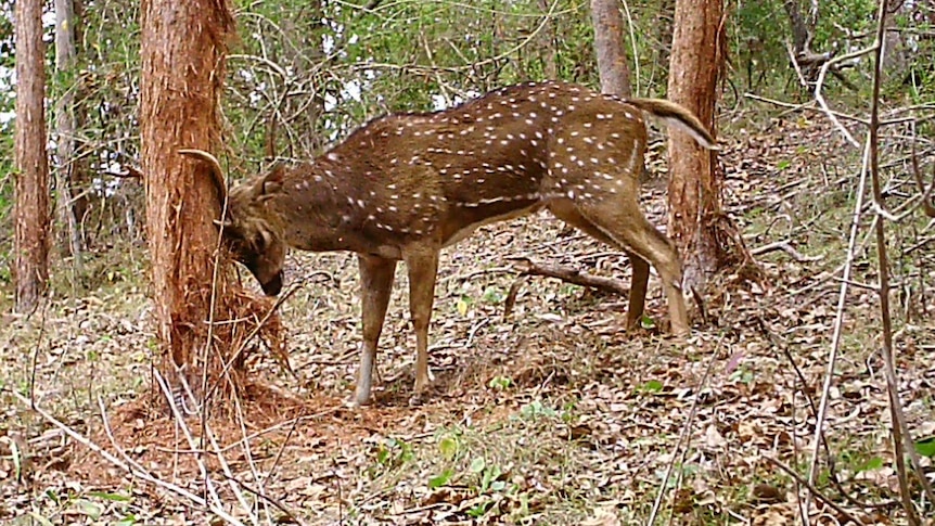 Male deer scratching antlers against a tree.