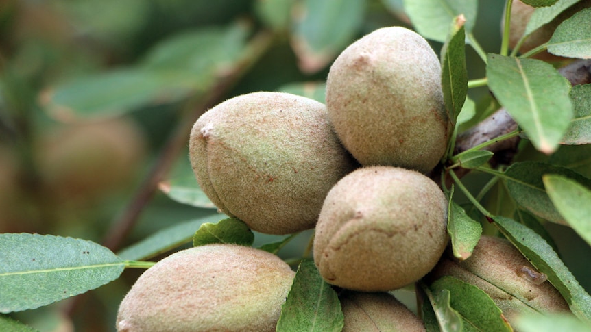 Sunraysia almonds thriving after years of drought