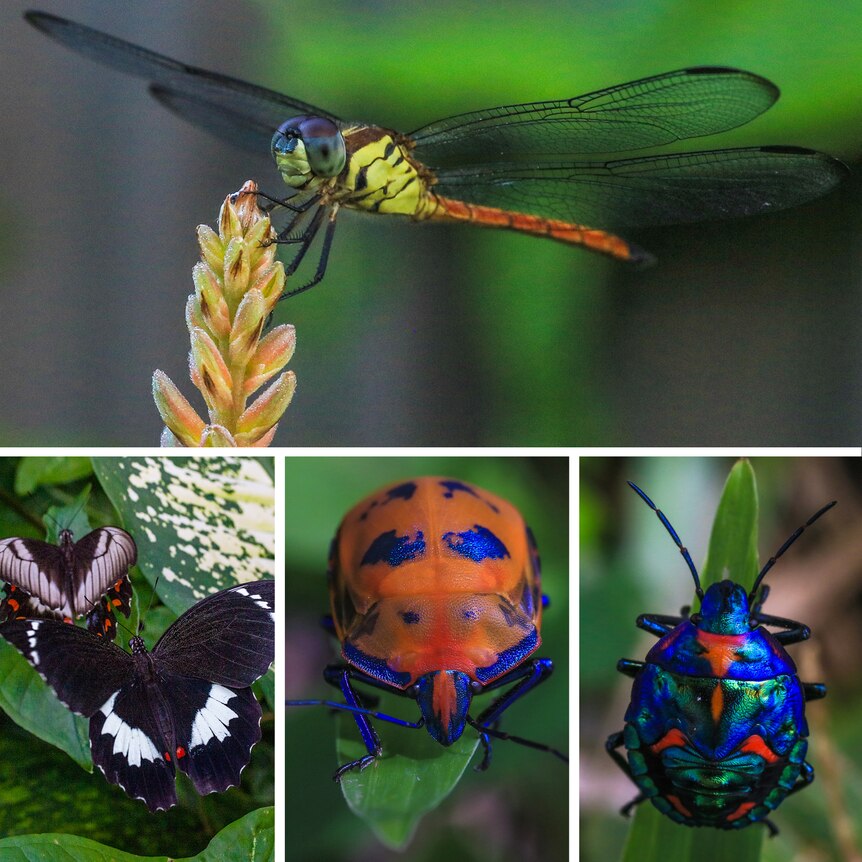 Four close up pictures of a a dragonfly, butterflies and beetles