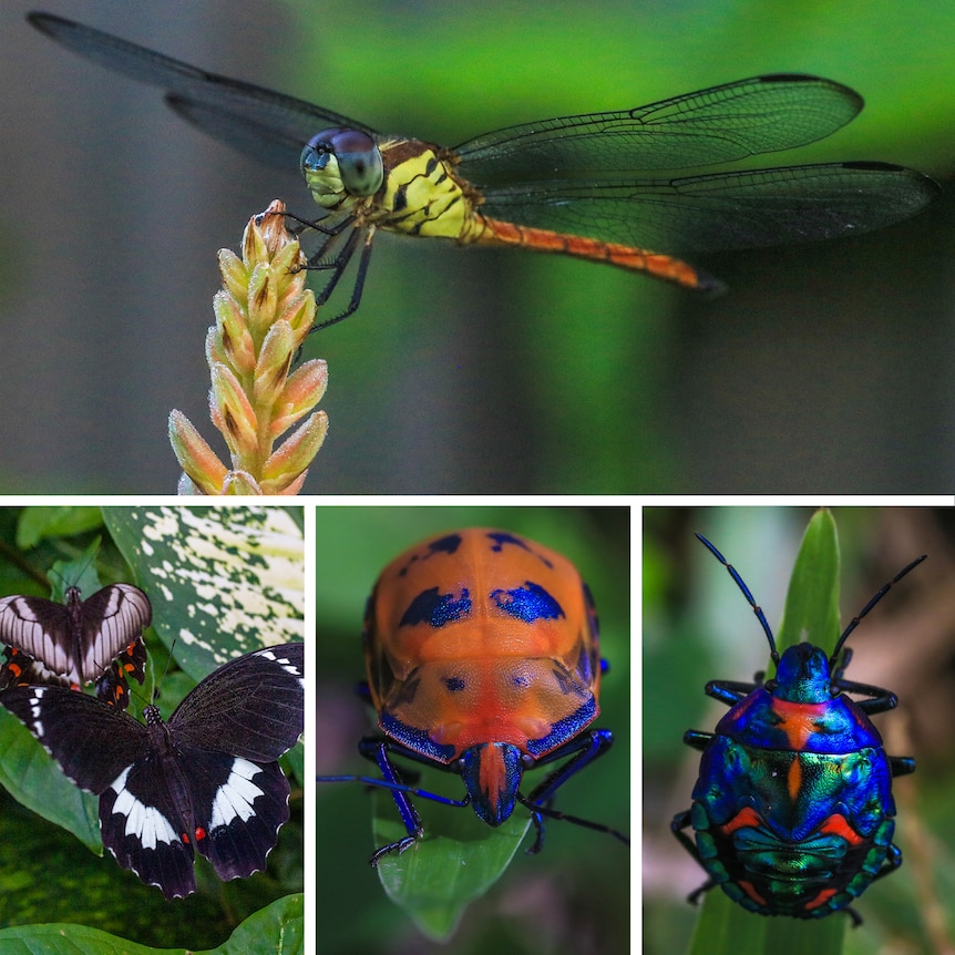 Four close up pictures of a a dragonfly, butterflies and beetles