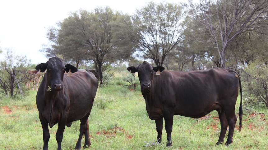 A close shot of two Angus-cross cows on Deepwell station south of Alice Springs