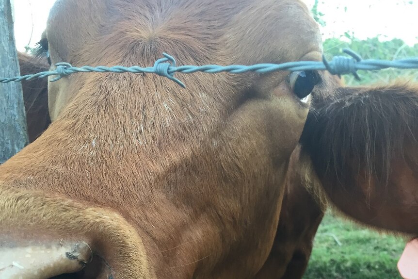 A cow pokes her head through the fence toward the camera