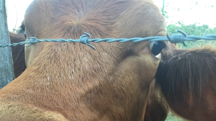 A cow pokes her head through the fence toward the camera