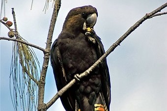 Glossy Black Cockatoo