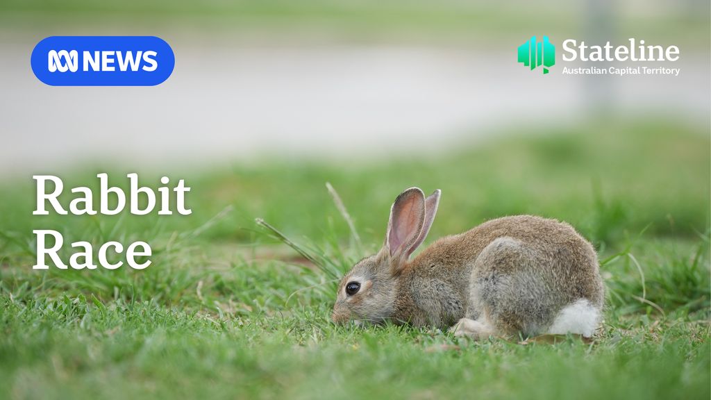 The ACT could be looking down the burrow of a rabbit plague - ABC News