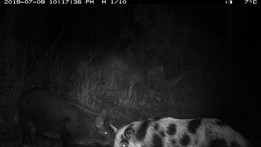 Feral pigs in bushland at night.