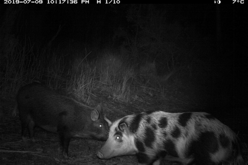 Feral pigs in bushland at night.