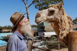 A man stands facing his pet camel