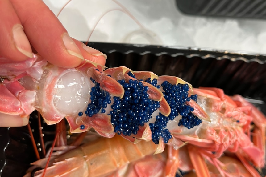 Lumps of blue eggs on a lobster shell