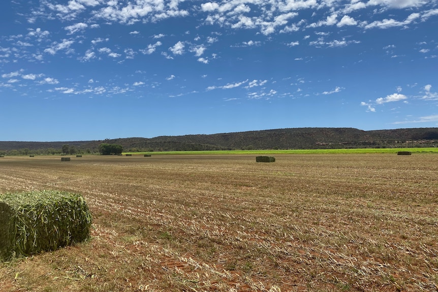 A paddock that has had its crops harvested.