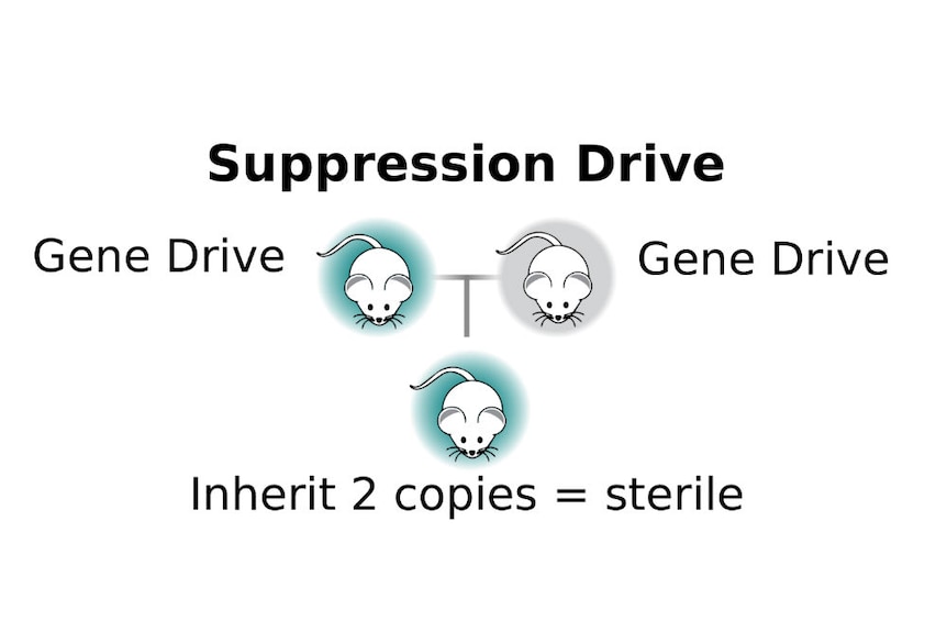 A diagram of a suppression drive.